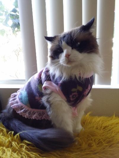 pet clothes kitty dress